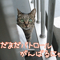100411-【猫アニメ】お隣のベランダパトロールにゃ！