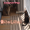 100419-【猫アニメ】手抜きベランダパトロールにゃ～