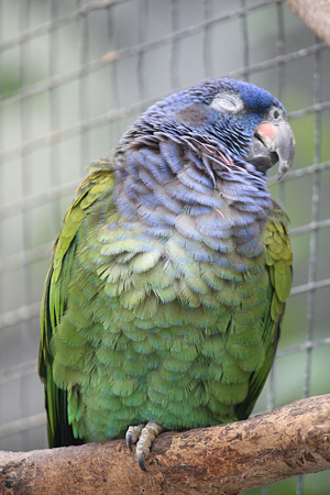 掛川花鳥園 H22.7.7 13