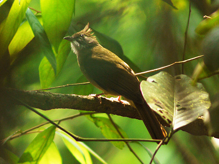 ノドジロカンムリヒヨドリ(Puff-throated Bulbul) P1090036_R