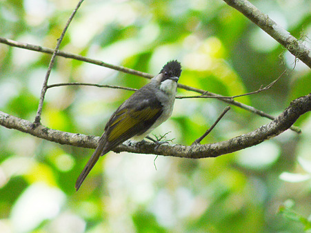 キバネヒヨドリ(Ashy Bulbul) P1130163_R2