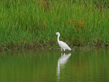 コサギ(Little Egret) P1140313_R2