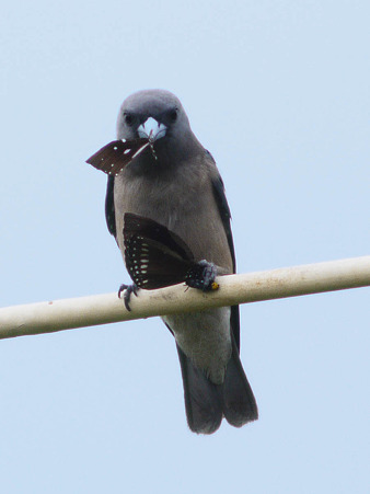 ハイイロモリツバメ(Ashy Wood-swallow) P1140213_R