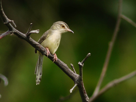 アジアマミハウチワドリ(Plain Prinia) P1170690_R