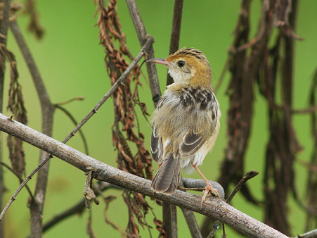 タイワンセッカ(Bright-capped Cisticola) P1180716_R