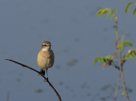 ノビタキ(Common Stonechat) P1210372_R