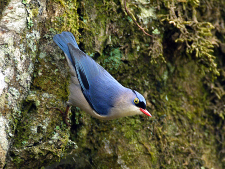 ビロードゴジュウカラ(Velvet-fronted Nuthatch) P1270807_R