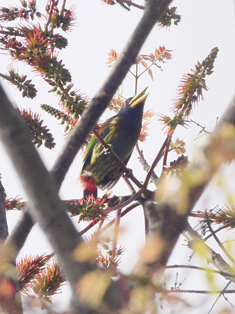 オオゴシキドリ(Great Barbet) P1240199_R3