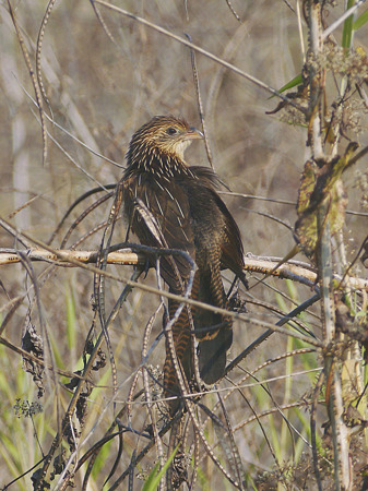 バンケン(Lesser Coucal) P1020945_R