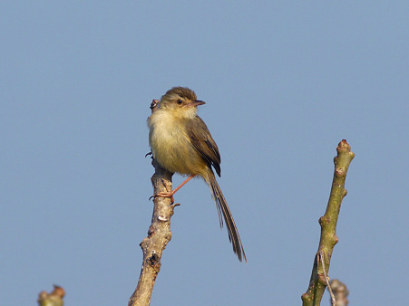 Plain Prinia(Blanfordi) P1020793_R