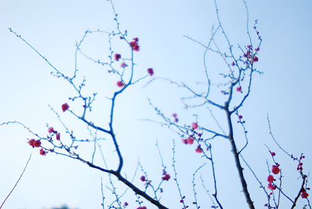 Red plum blossoms. In Toukokusan.