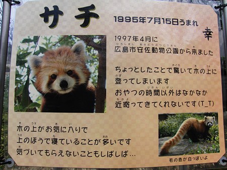 <b>福岡市動物園</b>のレッサーパンダ サチ - て～げ～、て～げ～ なんくる <b>...</b>