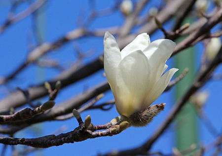 zIMG_4436