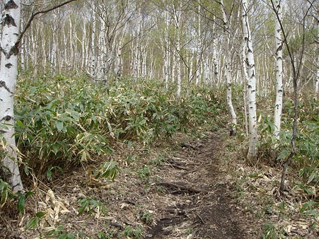 110524遭対協 根子岳 (5)