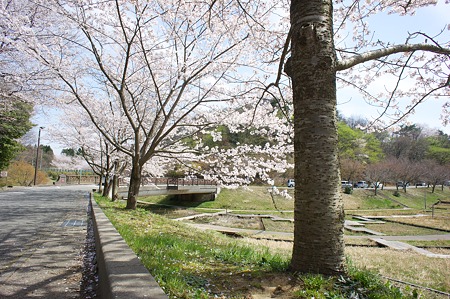 Cherry_blossom04172011nex5