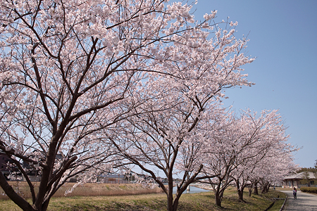 Cherry_blossom04212011dp1-04