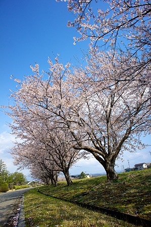 Cherry_blossom04252011nex5