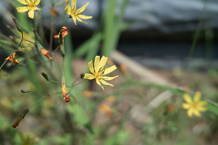 flower05252011dp2-04