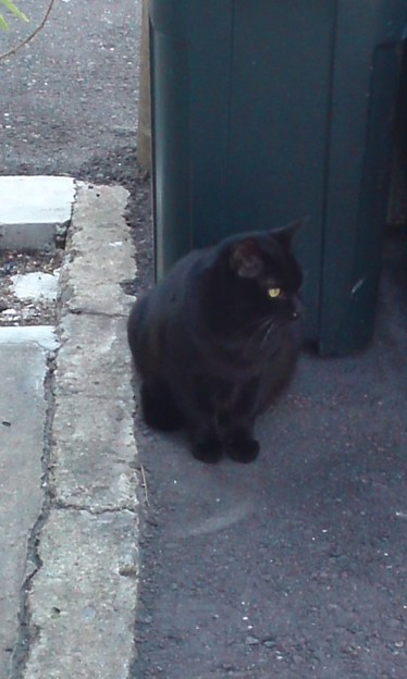 金眼の黒猫発見 かっこいい 写真共有サイト フォト蔵