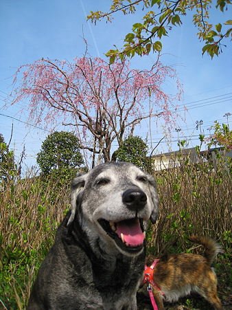 ももとしだれ桜