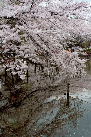 善福寺公園の桜