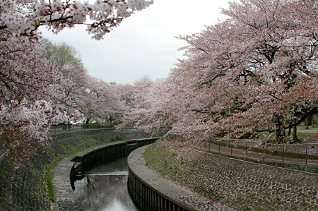 善福寺川の桜