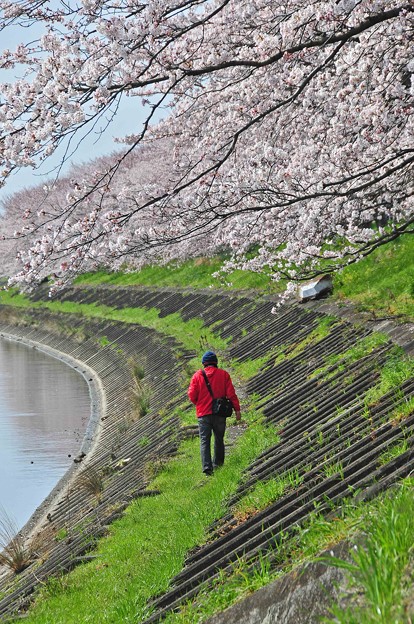 墨俣桜まつり 写真共有サイト フォト蔵