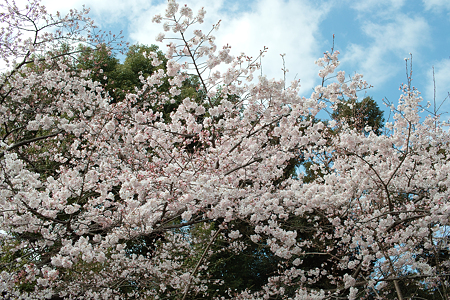 桜