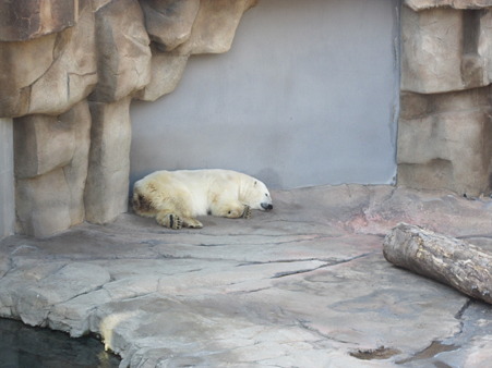 シロクマIMG_3438