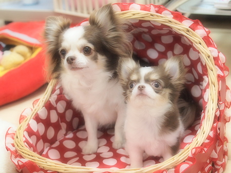 せれびん+こびん3