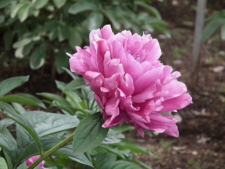 DSCF0017