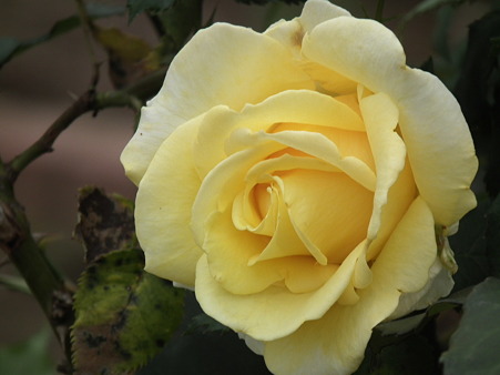 DSCF0084
