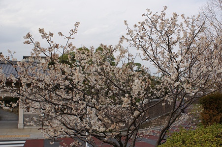 西洋実桜（セイヨウミザクラ）