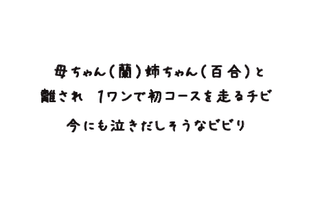ちびGIF