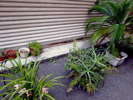 銀座にて。シャッター前に並ぶ植物