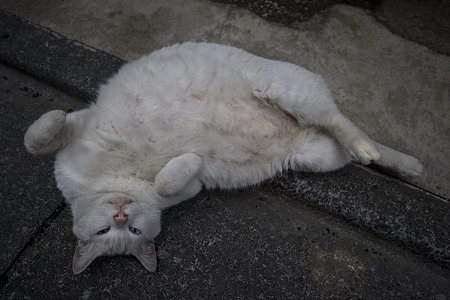 mochi090419003
