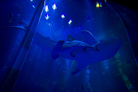 notojima100826258