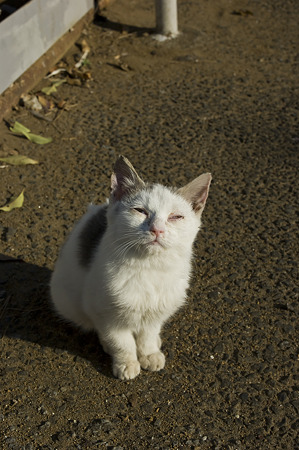 neko091229020