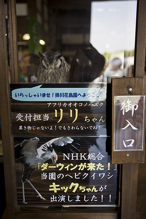 kakegawa110514252