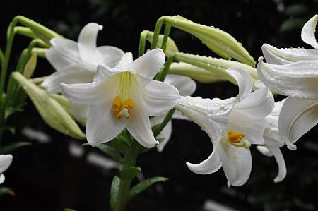 百合