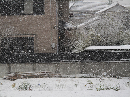 今朝は雪