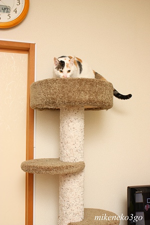 ジョイフル本田のキャットタワー キャットファニチャー 猫のお仕事 かわいい屋さん始めました 楽天ブログ