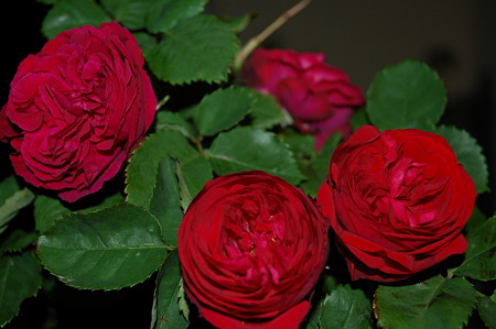 2010年05月13日_DSC_0350
