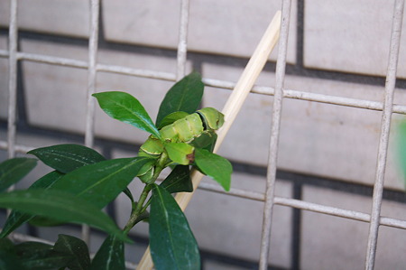 2010年08月31日_DSC_0630
