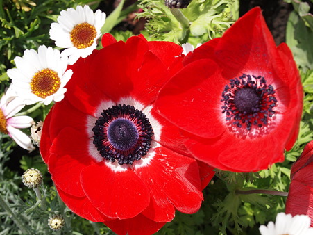 お花