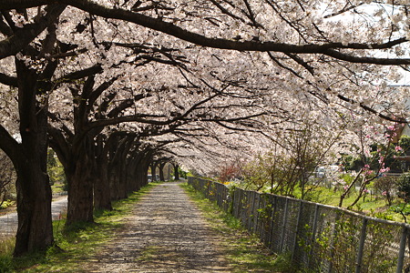 桜のトンネル