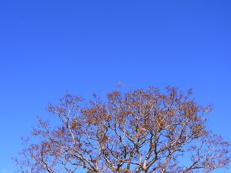 まっ青天空