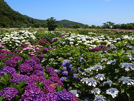遠見半島