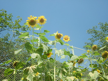 CIMG0188 CIMG0188
