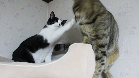 パンチ